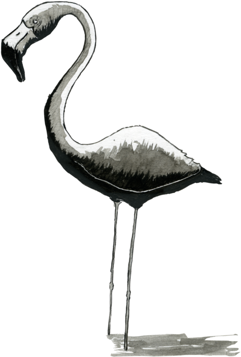 Logo Para Aitor Flamingos 4 - Greater Flamingo Clipart (820x1128), Png Download
