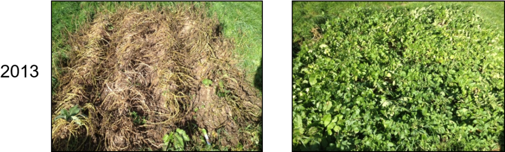 Grass Clipart (1024x301), Png Download