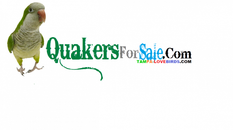 Quaker Parrot Clipart (750x418), Png Download