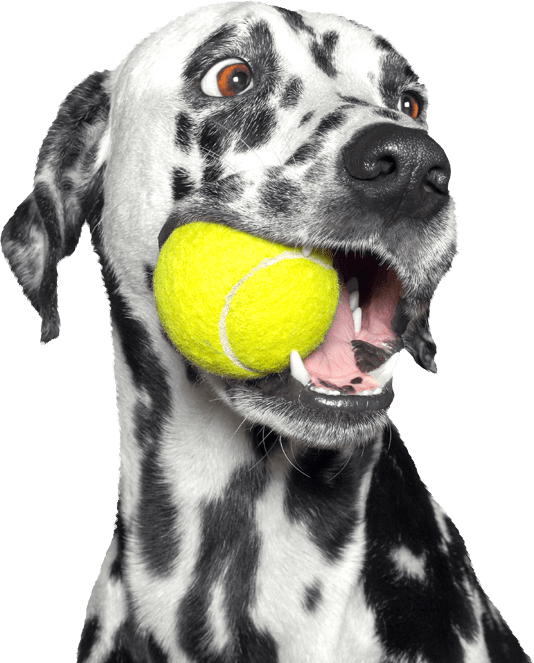 Dalmatian Dog Clipart (534x663), Png Download