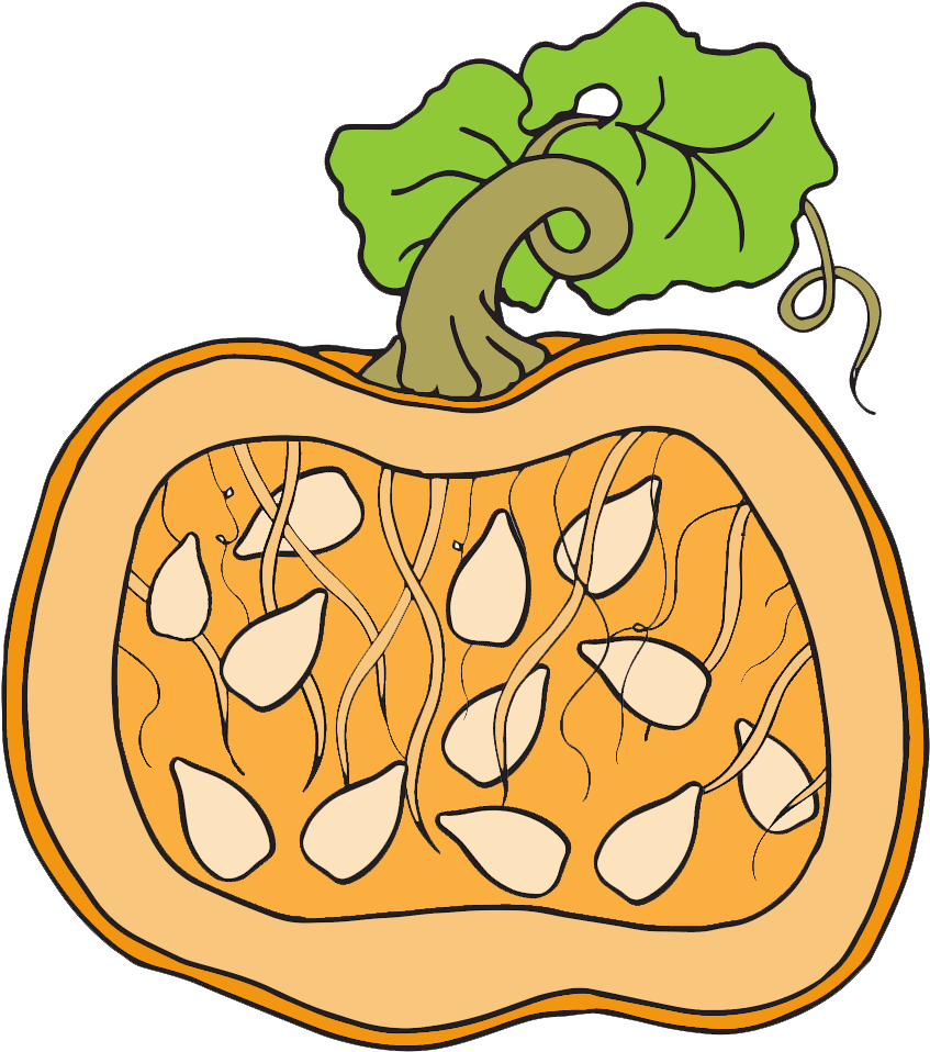 Pumpkin Clipart - Homeschool Clipart - Coloring Book - Png Download (1000x1000), Png Download