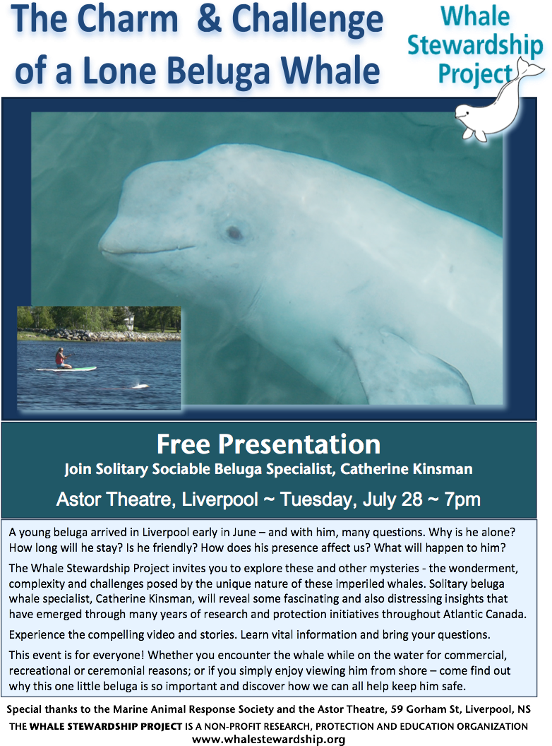 Free - Beluga Whale Clipart (910x1178), Png Download