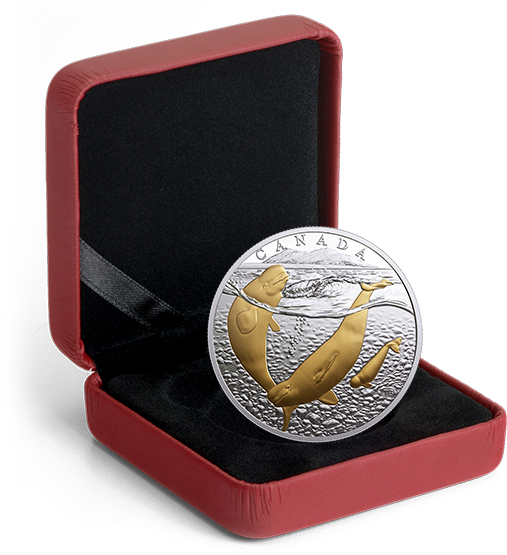 *arctic Beluga Whale - Box For Silver Coin Clipart (570x570), Png Download