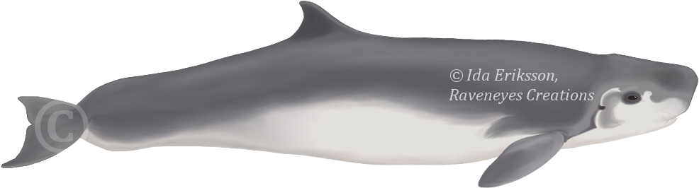Kogia Sima Beluga - Small Sperm Whale Clipart (1024x300), Png Download