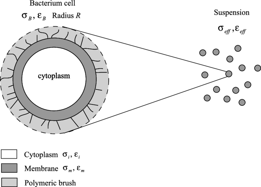 Sketch Of The Geometry Of The Bacteria Used To Build - Cytoplasm Sketch Clipart (850x610), Png Download
