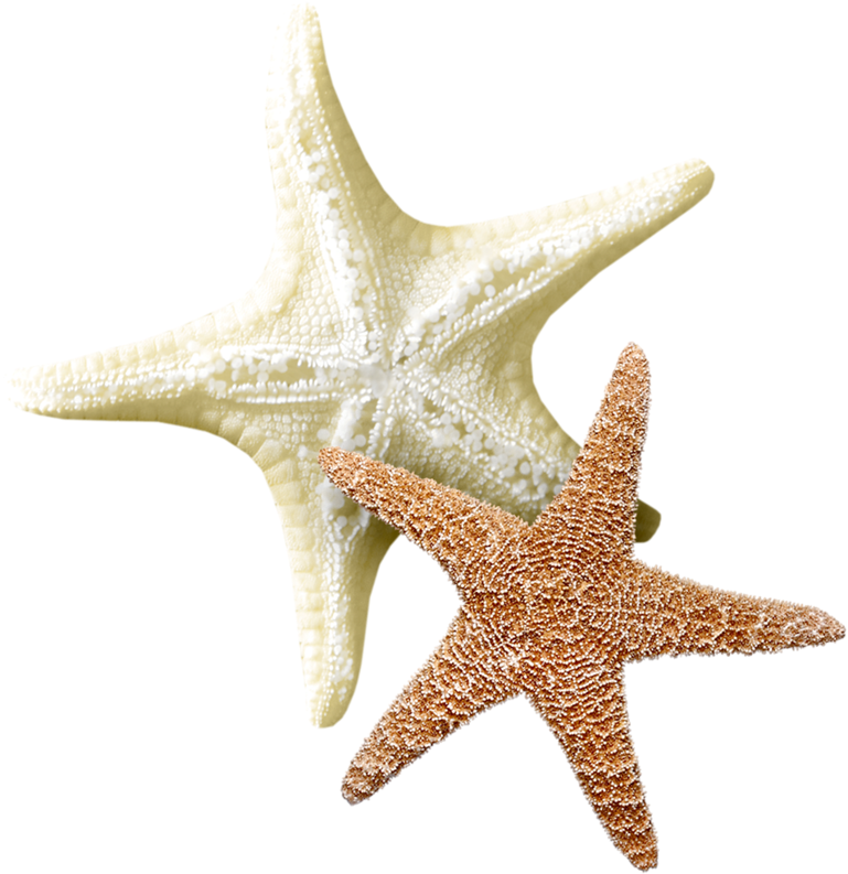 Étoile De Mer Transparent , Png Download - Étoile De Mer Png Clipart (769x793), Png Download