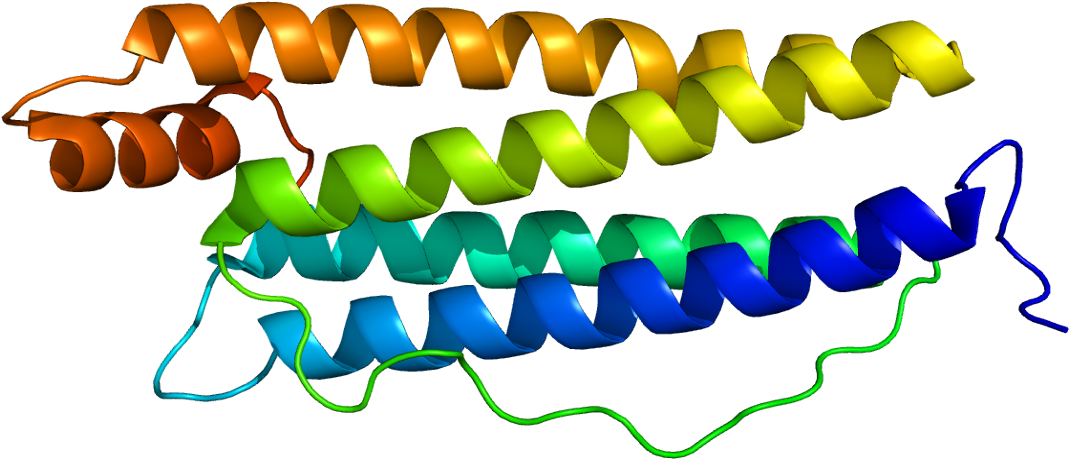 Human Ferritin Heavy Chain Clipart (1118x508), Png Download