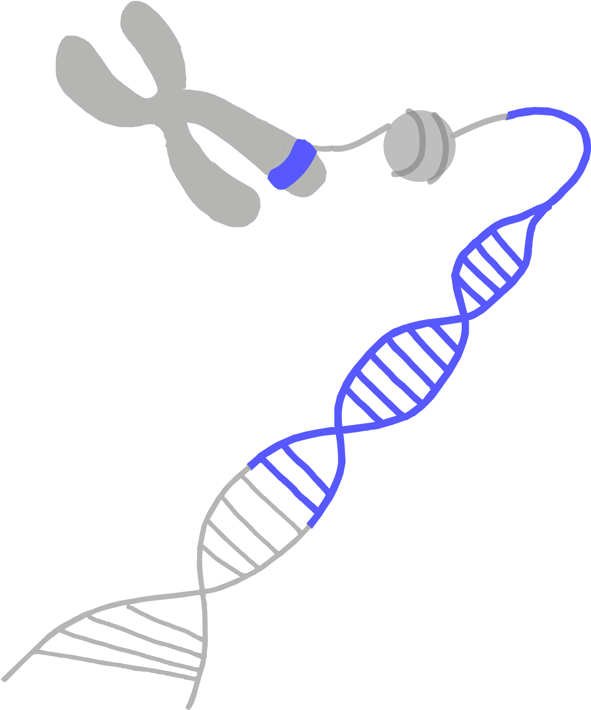 Each Gene Is A Set Of Instructions For Making A Particular - Genetic Transparent Clipart (1200x1435), Png Download