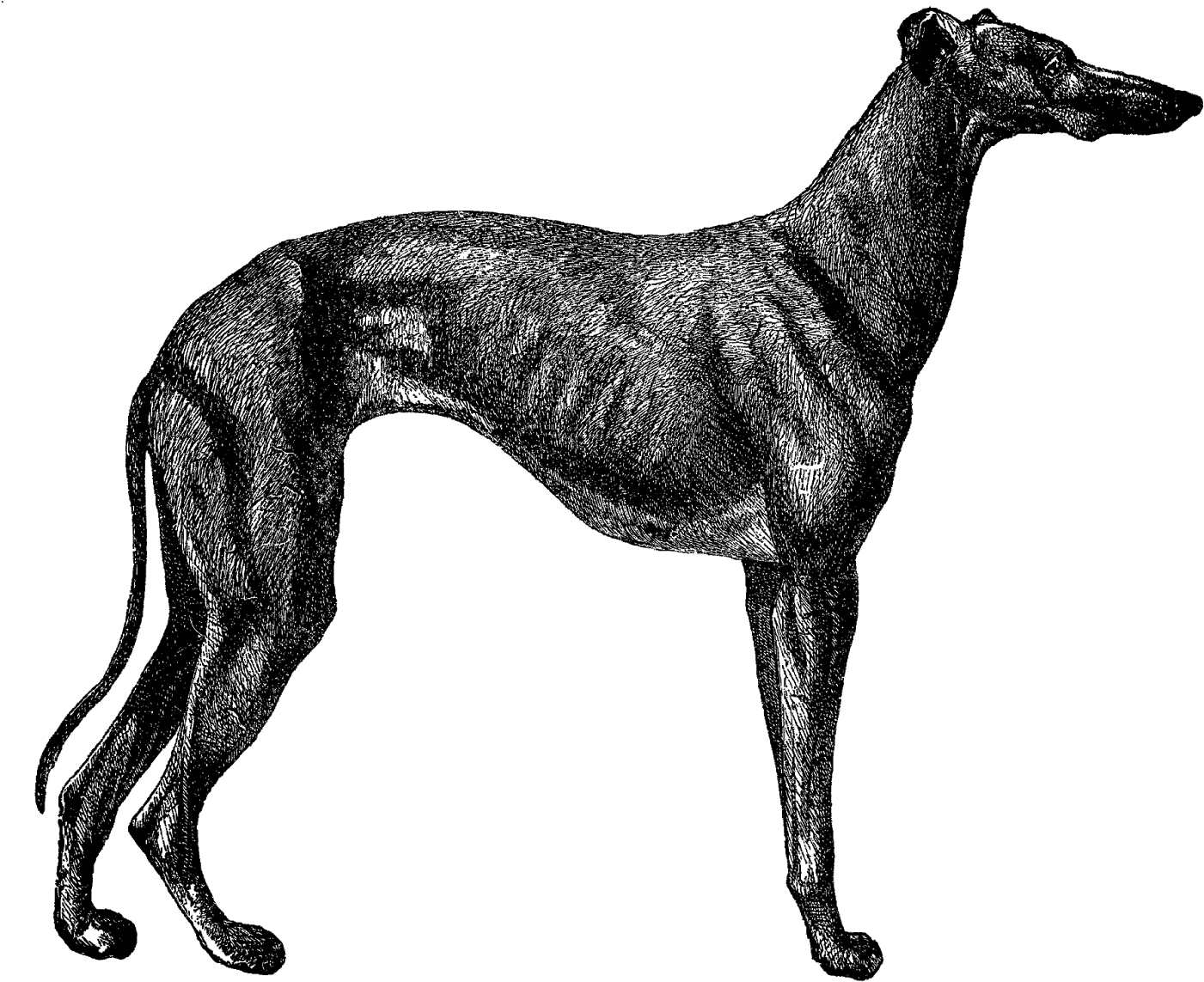 Digital Dog Greyhound Breed Clip Art Download - Greyhound Dog Illustration - Png Download (1600x1291), Png Download