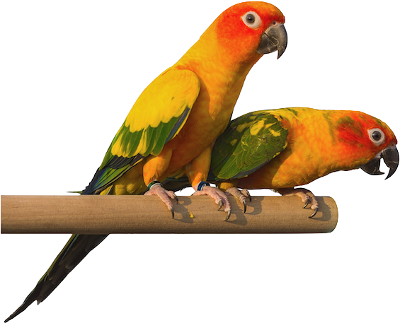Placeholder - Parakeet Clipart (600x700), Png Download