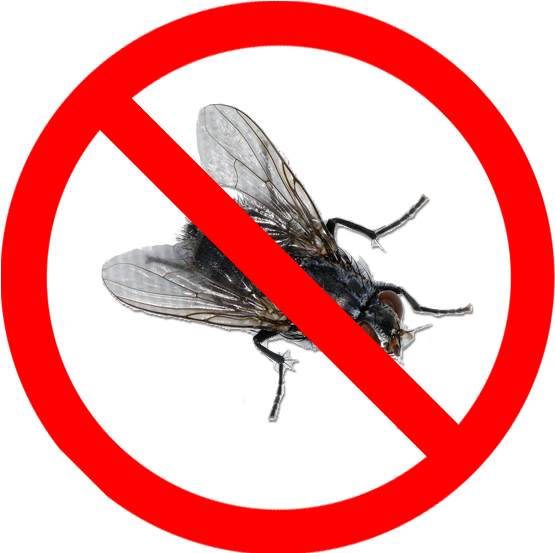Please Do Not Send Flies As There Is Currently A Bug - Small Objects Choking Hazard Clipart (567x552), Png Download