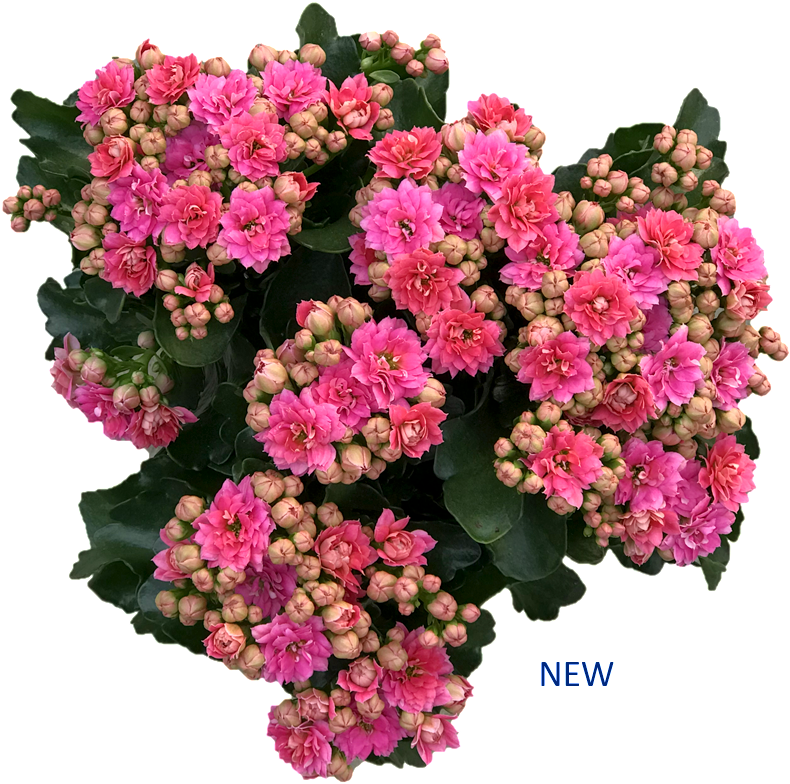 View Products - Красивый Букет Цветов В Корзине Clipart (950x857), Png Download