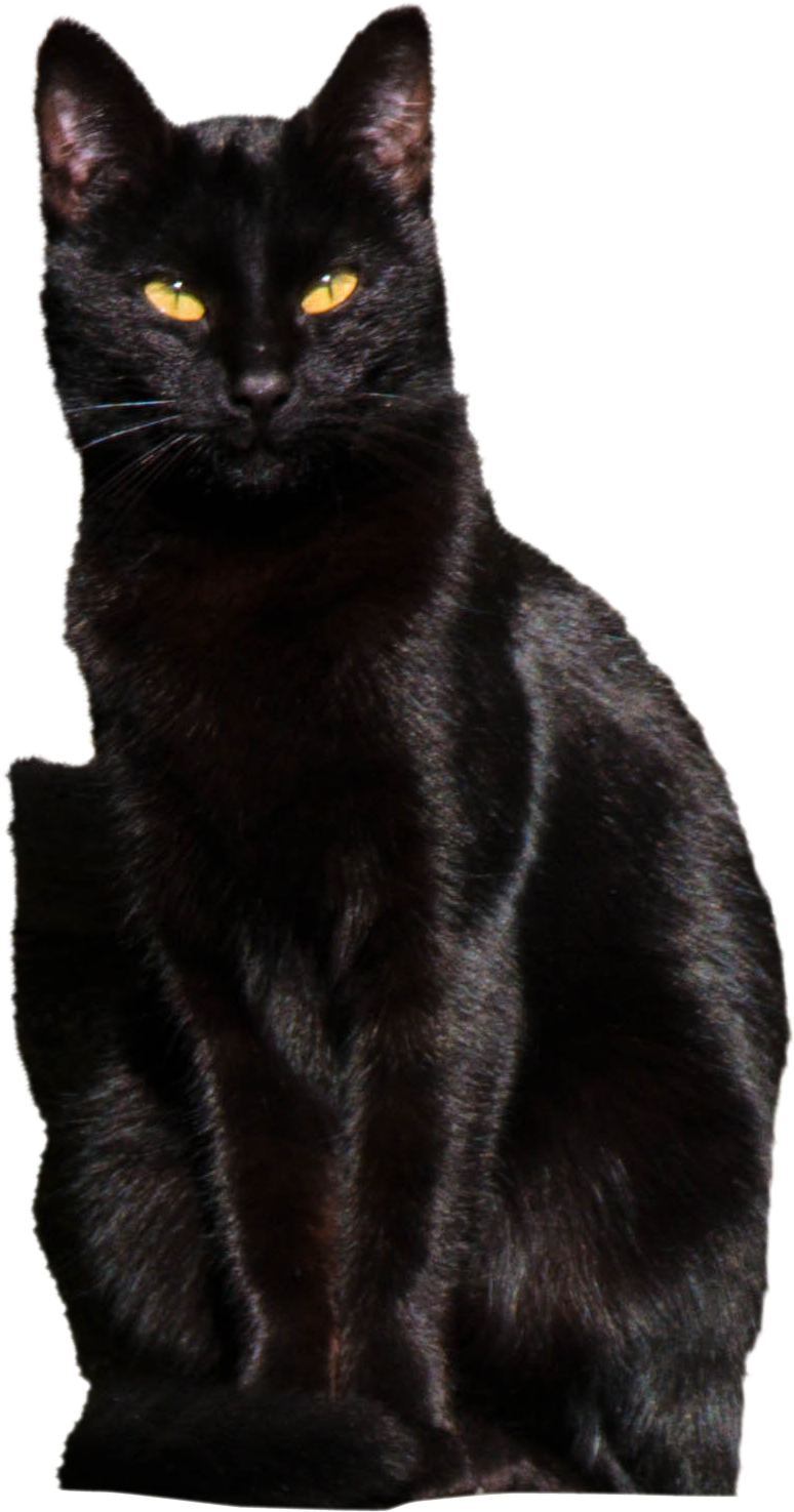 Cat-1166311 Clip - Black Cat - Png Download (3648x5472), Png Download