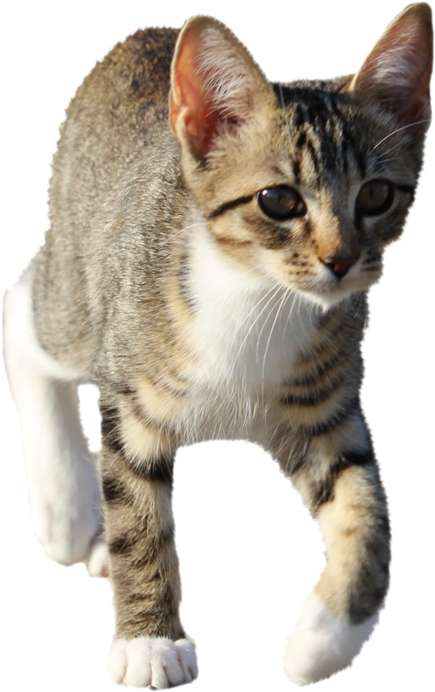 Cat-911190 Clip - Domestic Short-haired Cat - Png Download (2592x1728), Png Download