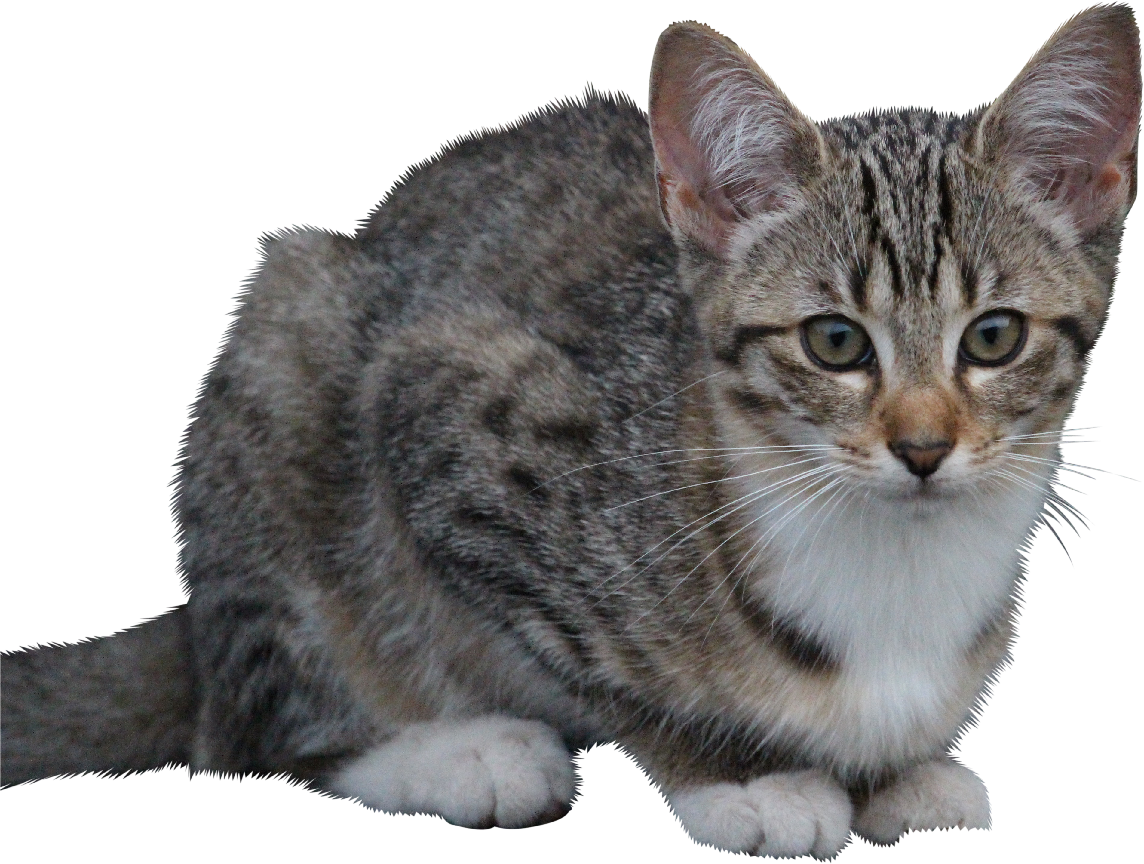 Cat-896232 Clip - Kompromis Dziewczyna Chciała Kota - Png Download (5184x3456), Png Download