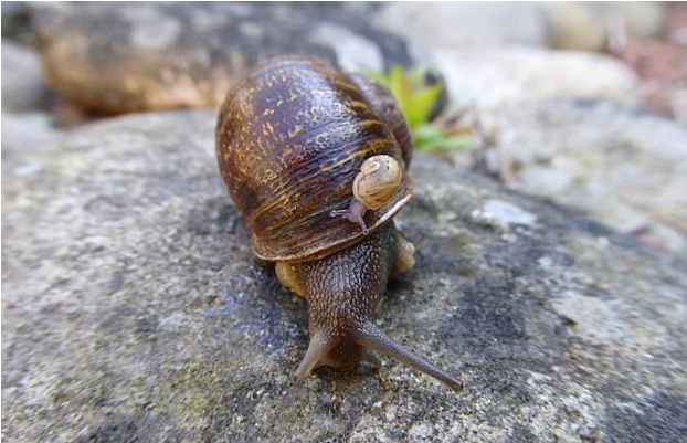 Rip Jeremy The Snail - Jeremy The Left Leaning Snail Clipart (960x400), Png Download