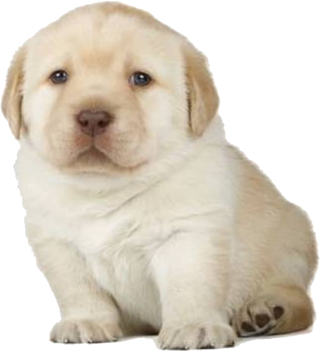 Dog Mammal Vertebrate Dog Breed Canidae Puppy Labrador - 4 Week Golden Retriever Clipart (1080x1080), Png Download