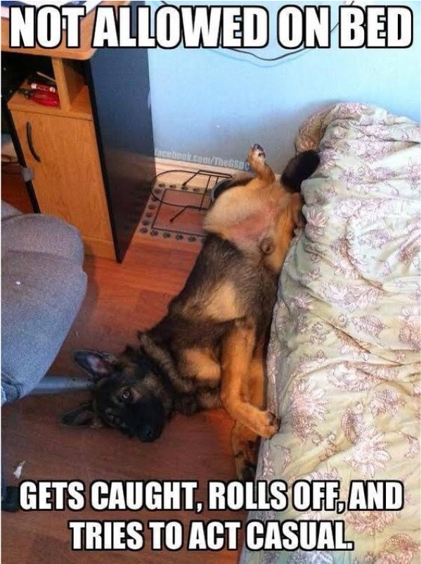 Author Cleanmemesposted On March 24, 2019 February - German Shepherd Shame Meme Clipart (800x800), Png Download