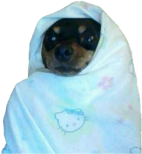 #dog #meme #tumblr - Q Absurdo Clipart (556x602), Png Download