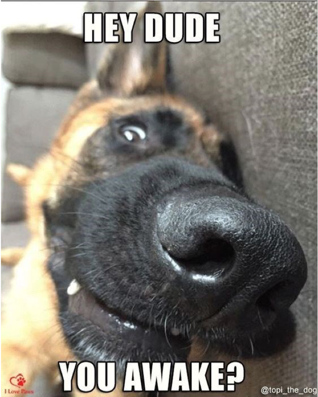 Author Cleanmemesposted On March 25, 2019 February - German Shepherd Funny Meme Clipart (800x800), Png Download