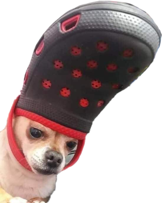 #dog #doggo #meme #crocs #chihuahua #funny #perro #lomito - Chihuahua In A Croc Clipart (549x687), Png Download