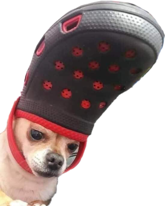 Chihuahua shop with crocs