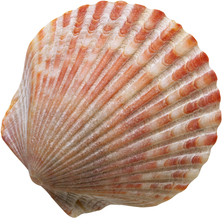 Фотки Scallop Shells, Seashells, Sea Shells Image, - Caracol De Mar Png Clipart (800x775), Png Download