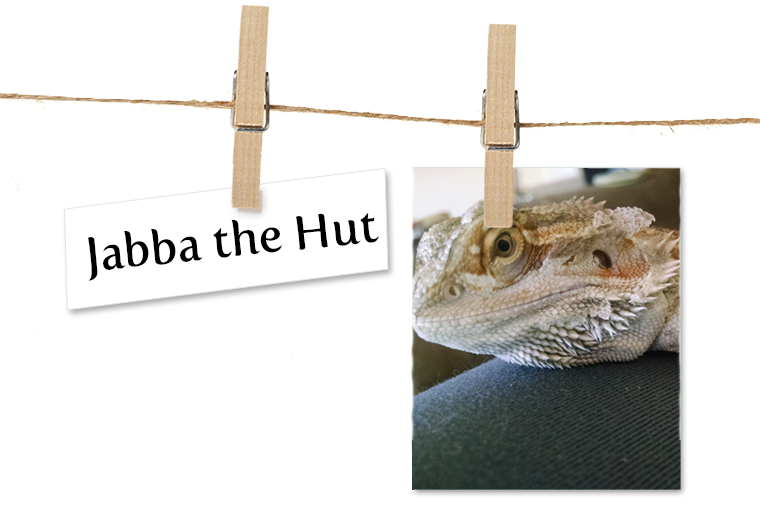 Lizard Clipart (760x507), Png Download