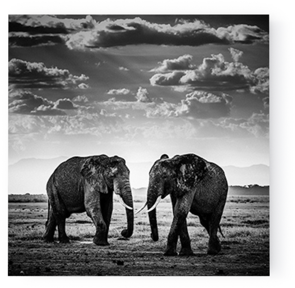 Photo The Road Is Closed, Kenya - Laurent Baheux Wild Africa Clipart (1000x1000), Png Download
