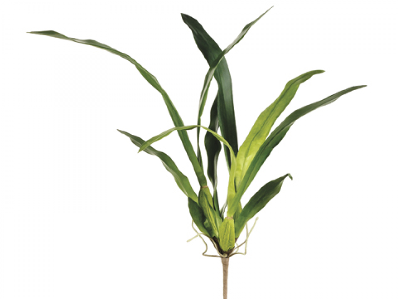 19" Oncidium Orchid Leaf Plant With 13 Leaves And 5 - Grass Clipart (800x800), Png Download