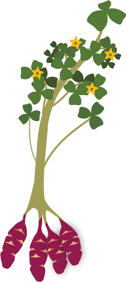 Roots Clipart Texas Root - Planta De La Oca - Png Download (421x949), Png Download