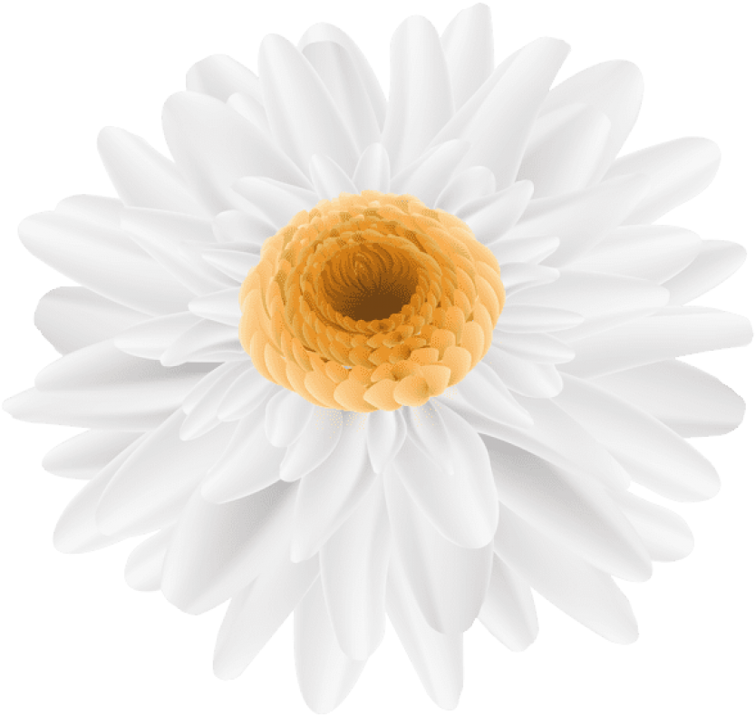 Free Png Download Flower White Transparent Png Images - Sunflower Color Drawing Clipart (850x805), Png Download