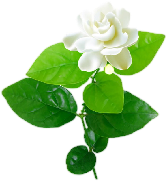 Jasmine Flower With Leaves Png - Jasmine Flower With Leaf Clipart (600x636), Png Download