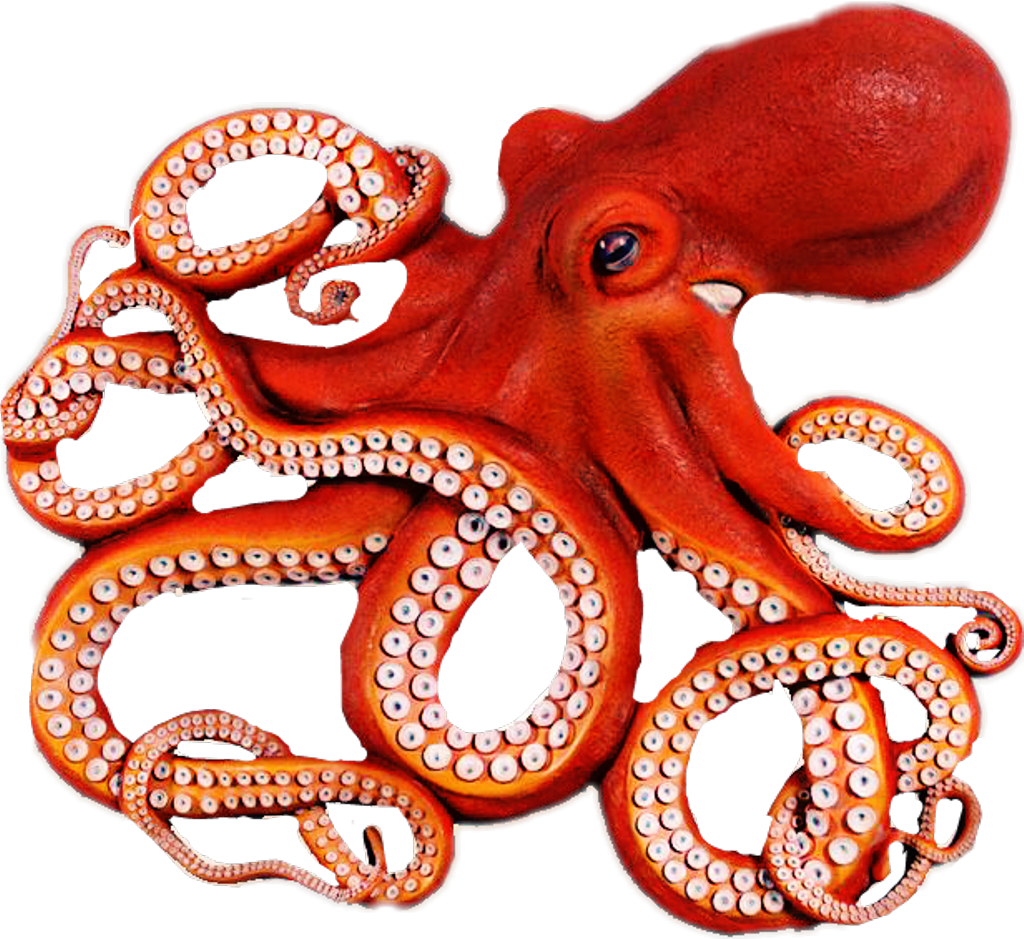 Octopus Png Clipart (1024x939), Png Download