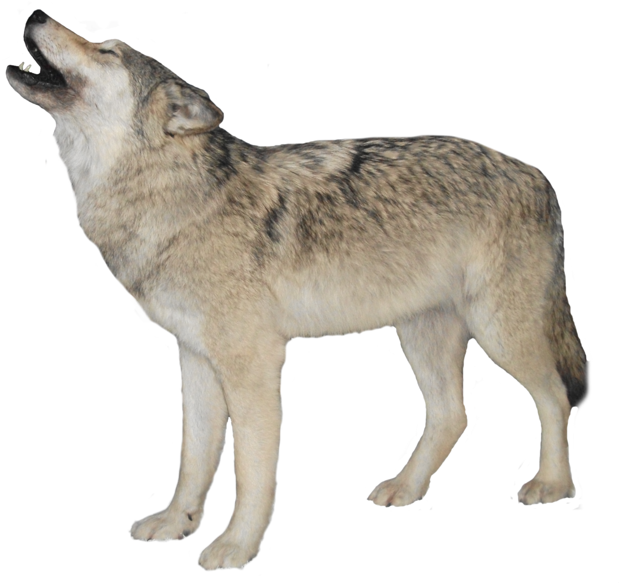 Clip Stock Wolf Png Images All - Wolf Transparent Background (1280x1205), Png Download