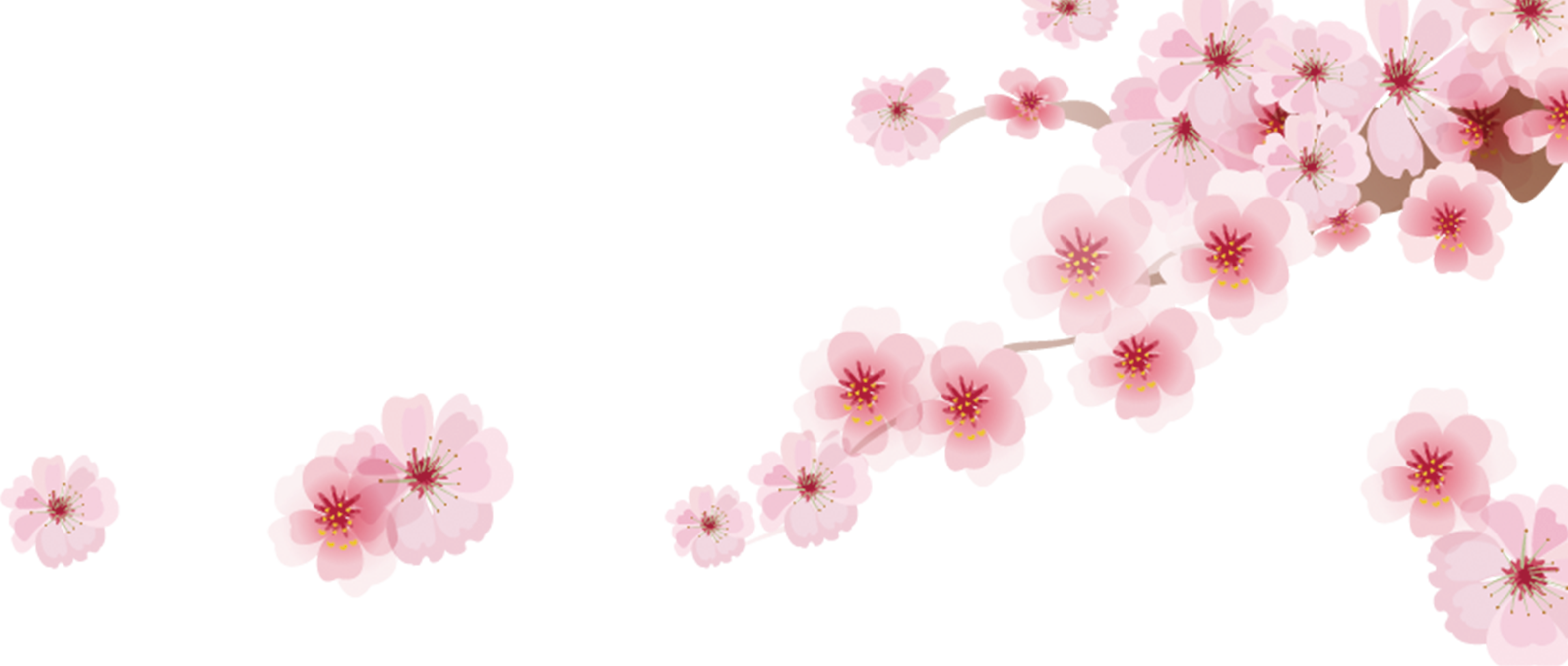 Cherry Blossom Png Clipart (3161x1342), Png Download
