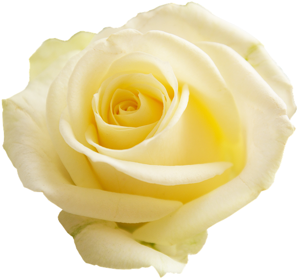 Rose, Apg, Transparent Background, Flowers, Flower - Pale Yellow Flower Transparent Background Clipart (696x720), Png Download
