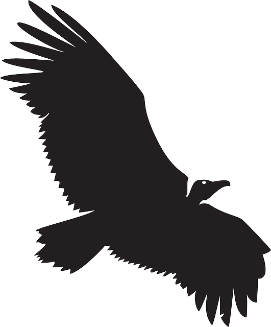 531 X 640 4 - Black Buzzard Wings Spread Clipart (531x640), Png Download