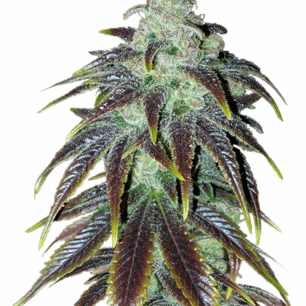 Joint Cannabis Dispensary Is A Fast And Reliable Cannabis - Sour Jack Seeds Clipart (600x600), Png Download