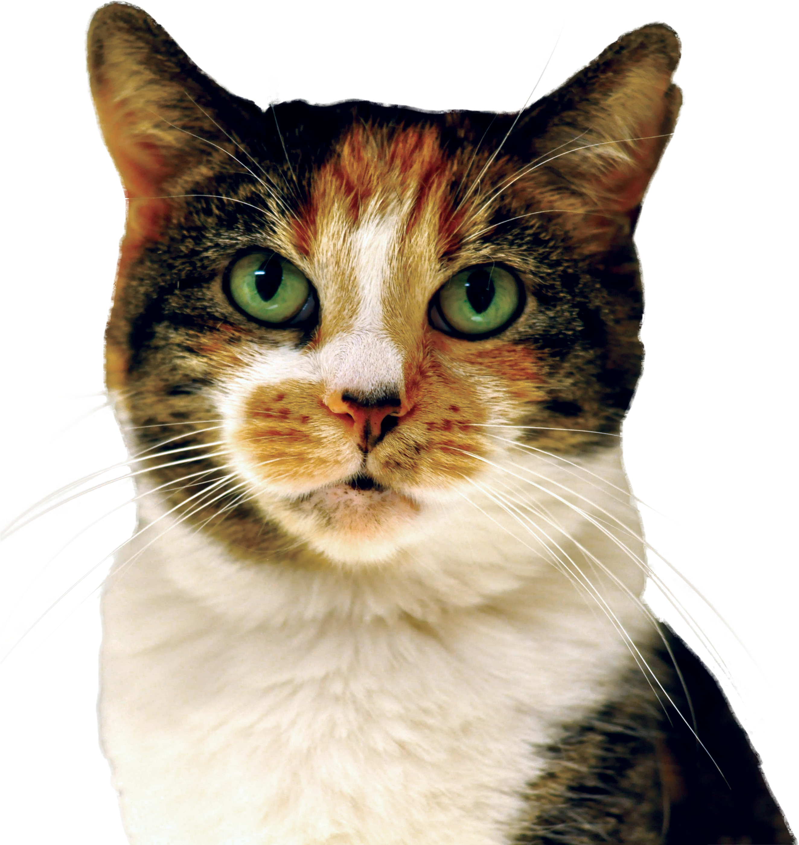 Cat - Domestic Short-haired Cat Clipart (2925x2848), Png Download