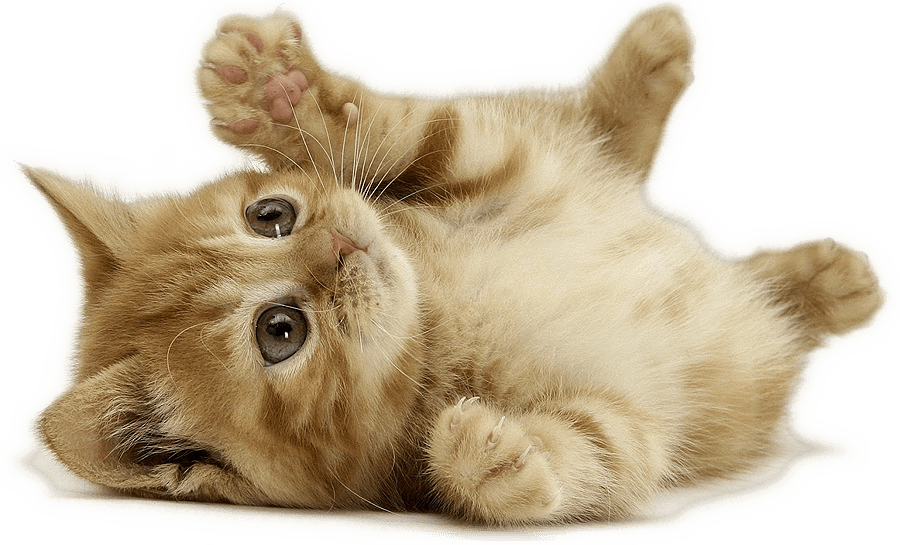 Dünyanın En Şirin Hayvanı Clipart (900x545), Png Download