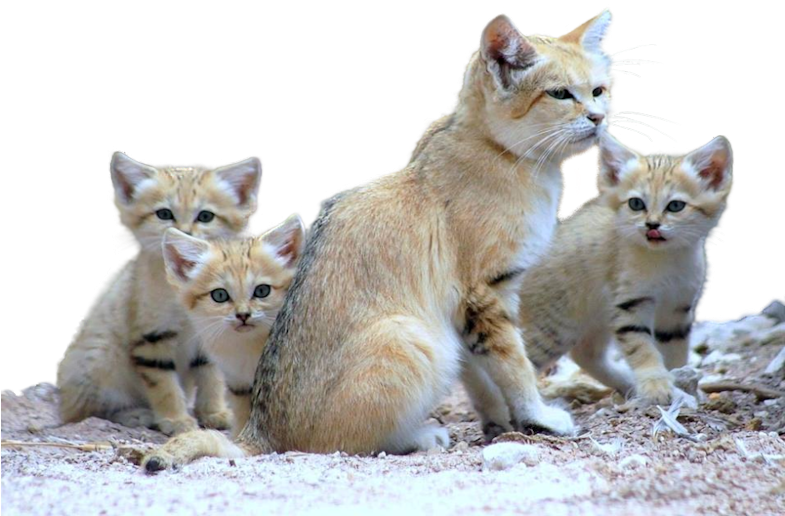 Cats - Cat Family Clipart (800x600), Png Download