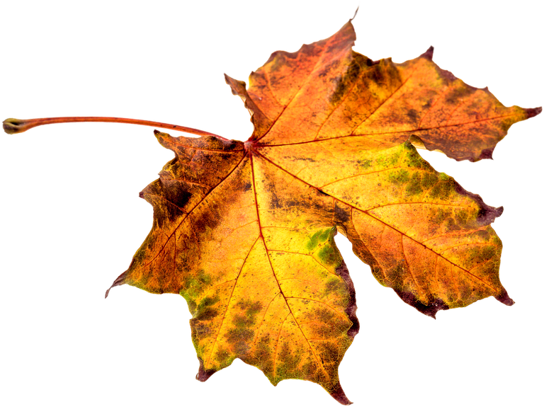 Leaf Png Clipart - Hojas De Otoño Png Transparent Png (960x640), Png Download