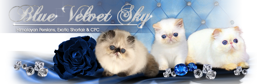 Blue Velvet Sky Cattery - Kitten Clipart (980x320), Png Download