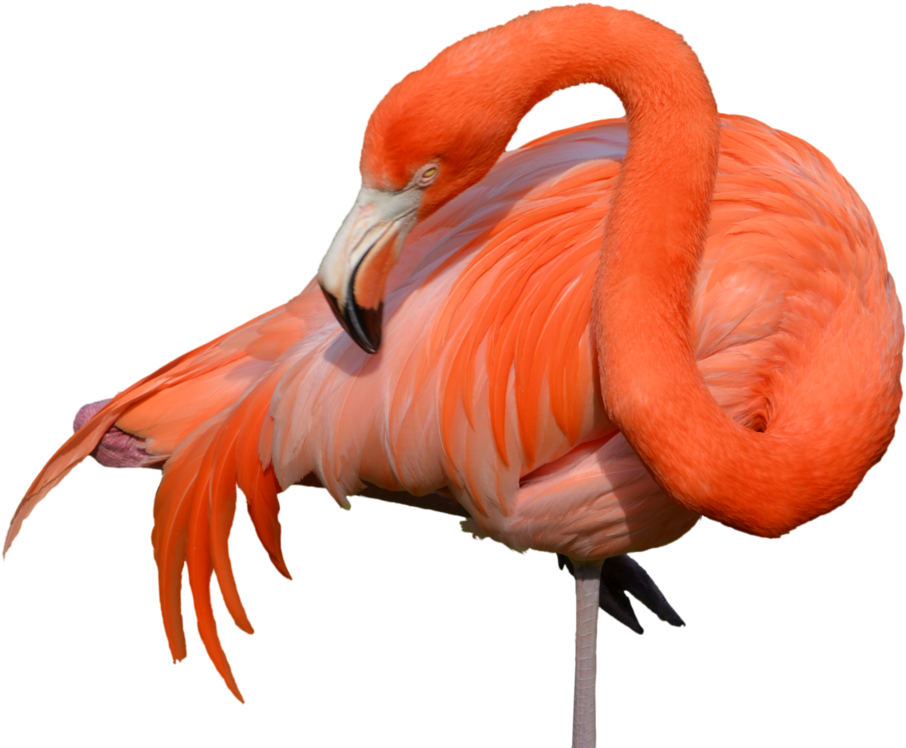 Stock Photography Clipart (1007x794), Png Download