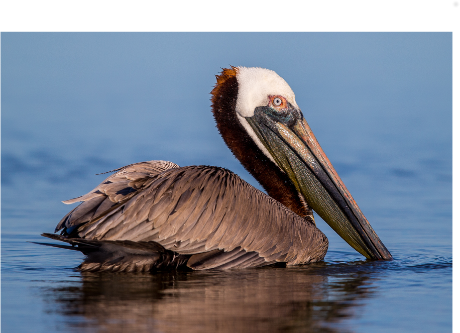 The Shop - Brown Pelican Clipart (1000x1000), Png Download