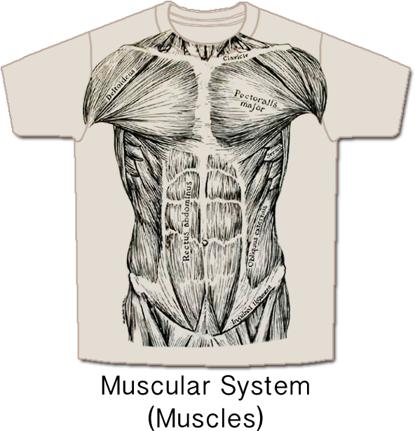 Muscular System T Shirt Clipart (600x640), Png Download
