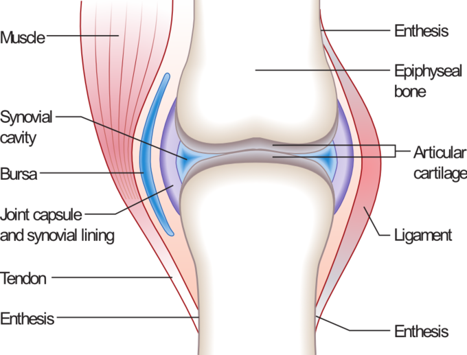 Cartilage Prevents The Bone Ends From Rubbing Directly - Synovial Joint Clipart (680x517), Png Download