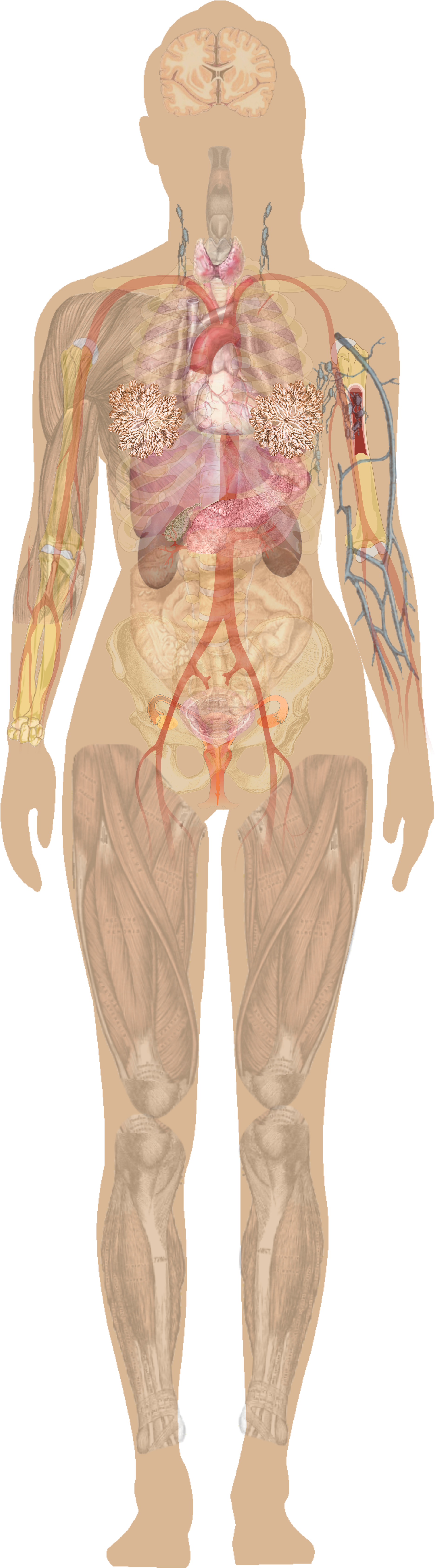 Female Chest Anatomy Diagram Female Human Anatomy - Human Anatomy Organs No Labels Clipart (2000x6788), Png Download