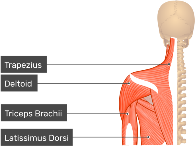 Trapezius And Rhomboid Minor Clipart (770x550), Png Download